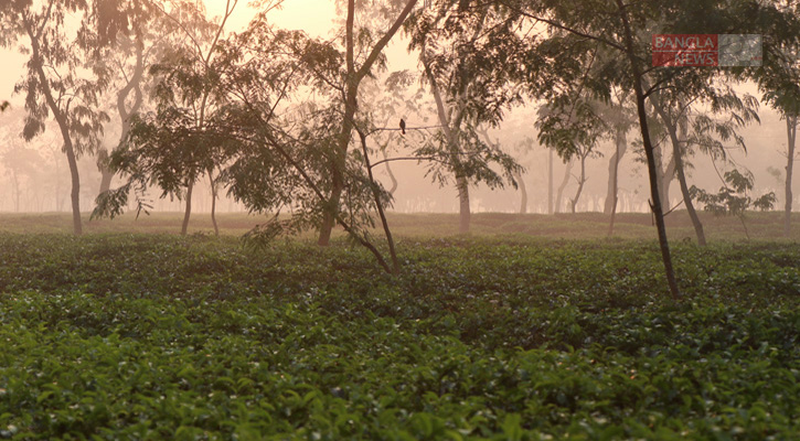 দেশের সর্বনিম্ন তাপমাত্রা আজ শ্রীমঙ্গলে